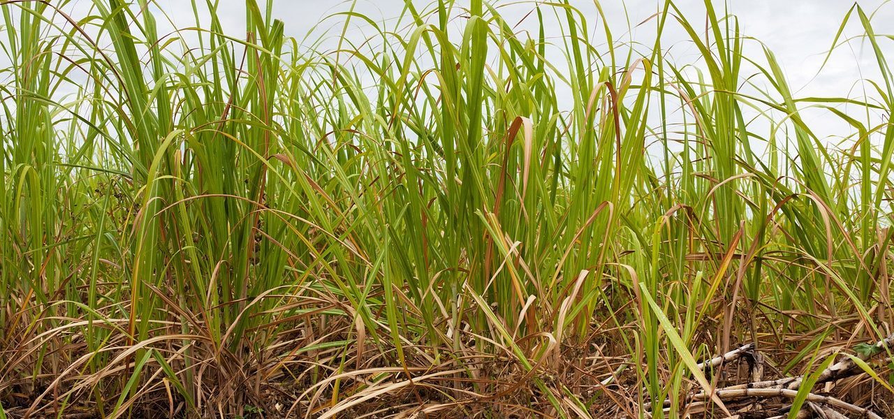 Sugarcane field